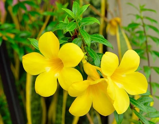 yellow mandevilla flower heirloom non-gmo seeds