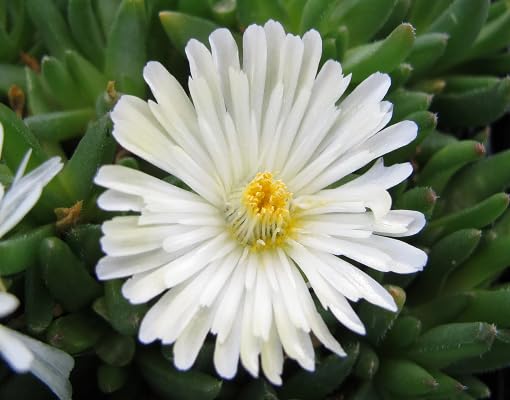 white delosperma flower seeds