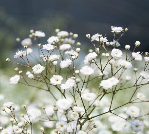 Gypsophila Flower Seeds – Heirloom, Non-GMO, High Germination Organic Garden Seeds for Planting