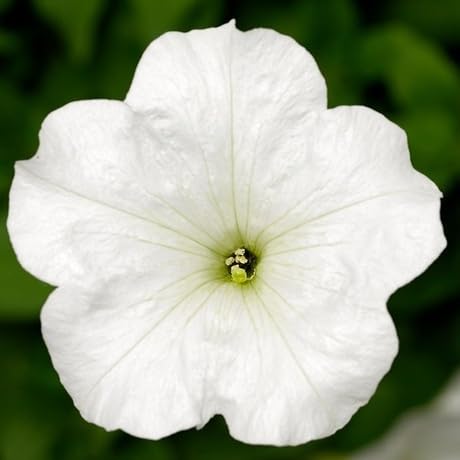 Petunia Flower Seeds White – Heirloom, Non-GMO, High Germination Organic Garden Seeds for Planting, Seeds for Planting