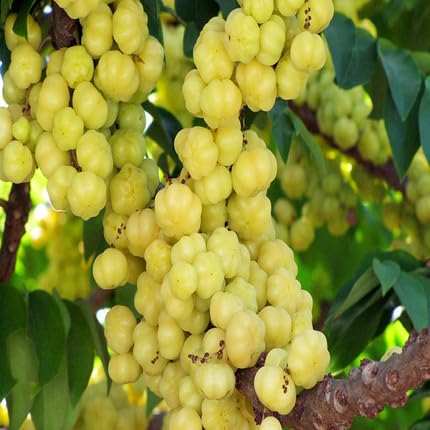 Yellow Phyllanthus Seeds Yellow Heirloom Non-GMO High Germination Organic Garden Seeds for Planting