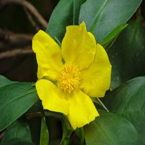 yellowguineaflowerheirloomnongmo flower seeds