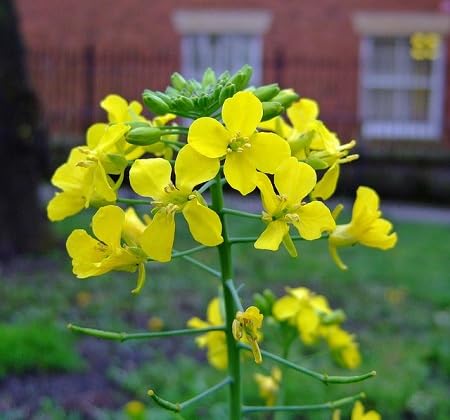 Mustard Flower Seed Yellow – Heirloom Non-GMO High Germination Organic Garden Seeds