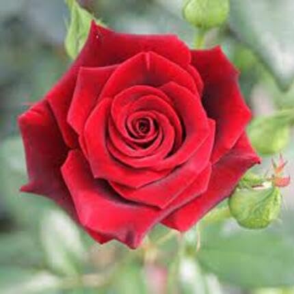 Red Rose Flower Seeds for Planting – Heirloom Non-GMO High Germination Organic Garden Seeds