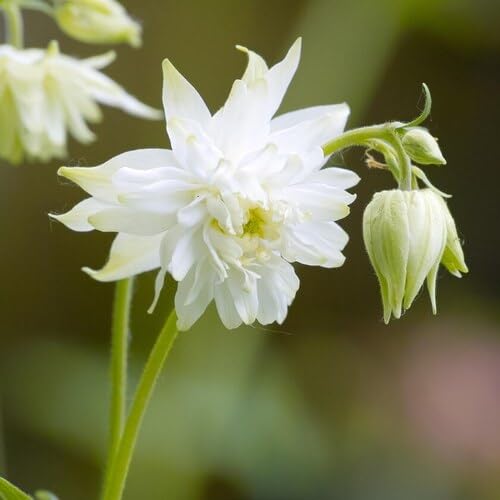 White Double Aquilegia Flower Seeds – Heirloom, Non-GMO, High Germination Organic Garden Seeds for Planting