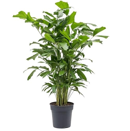 greencaryotaheirloomnongmo flower seeds