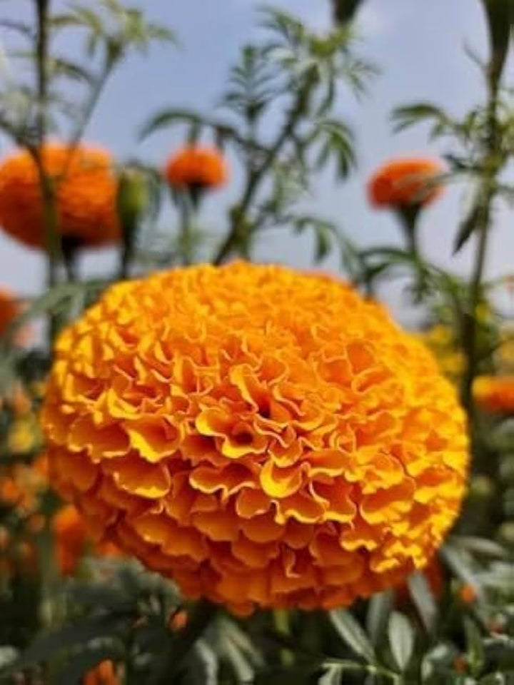 Orange Marigold Flower Seeds – Heirloom, Non-GMO, High Germination Seeds