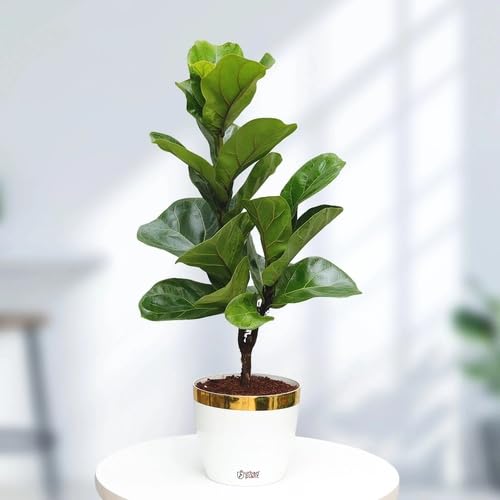 green ficus flower seeds