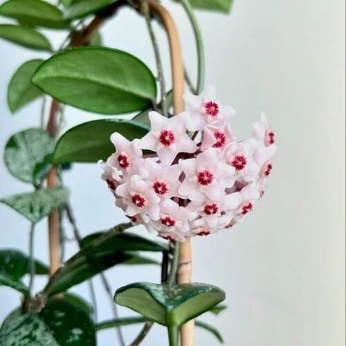 white hoya flower seeds
