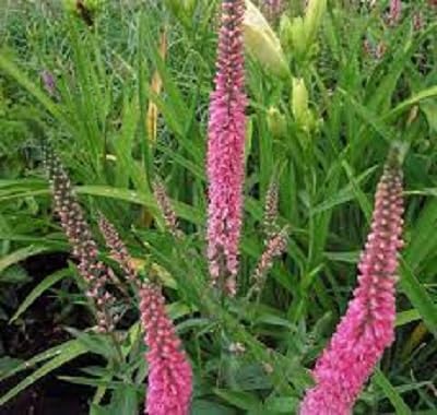 Veronica Spicata Flower Seeds – Heirloom Non-GMO High Germination Organic Garden Seeds
