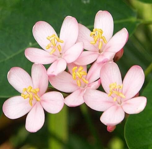 Pink Jatropha Flower Seeds – Heirloom, Non-GMO, High Germination Seeds