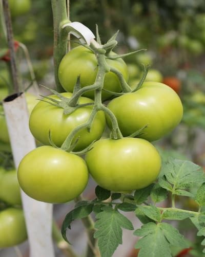 Grüne Tomatensamen – Alte Sorte, gentechnikfrei, keimstark, Bio-Gartensamen zum Anpflanzen