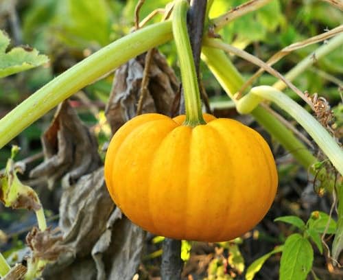 Yellow Pumpkin Seeds – Heirloom, Non-GMO, High Germination Organic Garden Seeds Planting