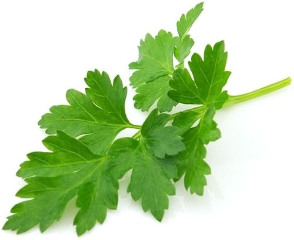 Green Italian herb seeds