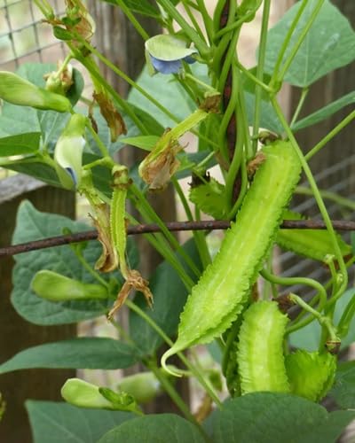 Green Winged Bean Seeds – Heirloom, Non-GMO, High Germination Organic Garden Seeds Planting