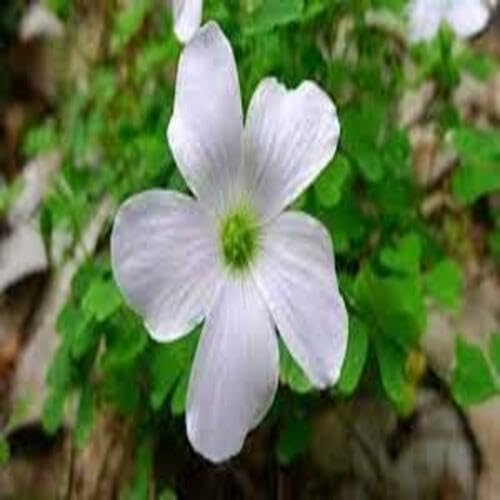 Oxalis Flower Seeds White – Heirloom, Non-GMO, High Germination Organic Garden Seeds