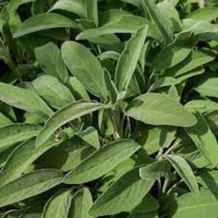 Sage Plant Seeds Green Heirloom Non-GMO High Germination Organic Garden Seeds for Planting