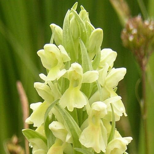 Yellow Dactylorhiza Flower Seeds – Heirloom Non-GMO High Germination Organic Garden Seeds