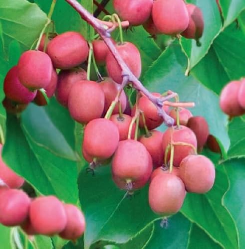 Red Kiwi Seeds – Heirloom, Non-GMO, High Germination Organic Garden Seeds