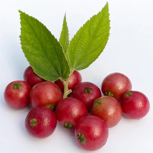 Red Muntingia Seeds – Heirloom, Non-GMO, High Germination Organic Garden Seeds for Planting