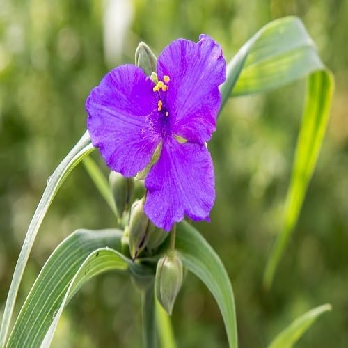 Dreimasterblume Samen – Alte Sorte, gentechnikfrei, keimstark, Bio-Gartensamen