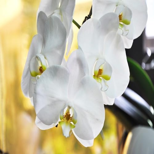 white orchid flower seeds
