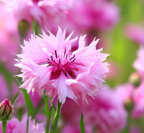Rosa Kornblumen-Samen – Alte Sorte, gentechnikfrei, keimstark, Bio-Gartensamen zum Pflanzen