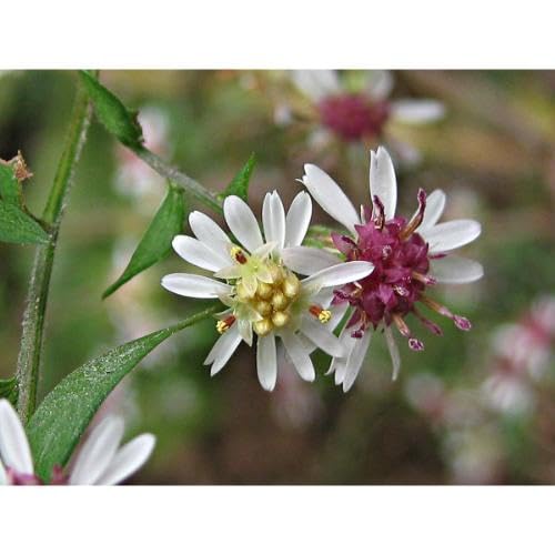 White Pink Lateriflorus Flower Seeds – Heirloom, Non-GMO, High Germination Organic Garden Seeds for Planting