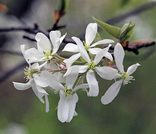 White Amelanchier Flower Seeds – Heirloom, Non-GMO, High Germination Organic Garden Seeds for Planting