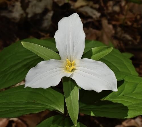 White Trillium Flower Seeds Heirloom Non-GMO High Germination Organic Garden Seeds for Planting