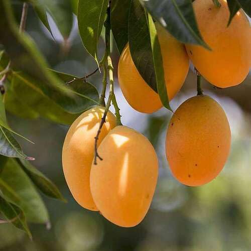 Yellow Mango Seeds – Heirloom, Non-GMO, High Germination Organic Garden Seeds
