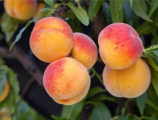 Peach Seeds – Heirloom, Non-GMO, High Germination Organic Garden Seeds