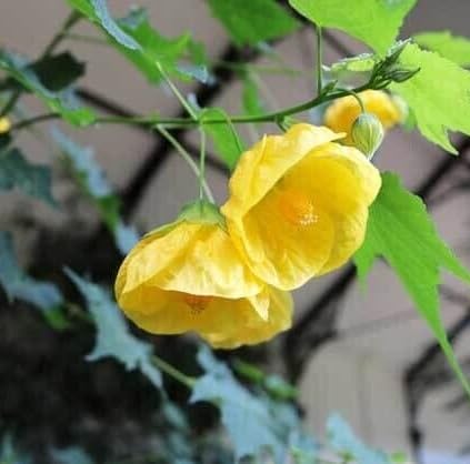 flower heirloom non-gmo seeds