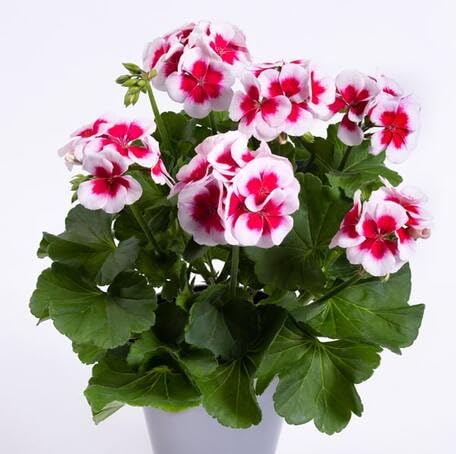 whitepinkgeraniumflowerheirloomnongmo flower seeds