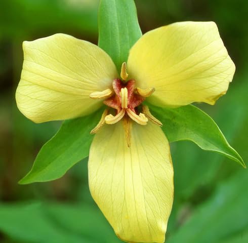 yellowtrilliumflowerheirloomnongmo flower seeds