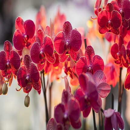 Phalaenopsis Orchids Flower Seeds Red – Heirloom, Non-GMO, High Germination Organic Garden Seeds for Planting