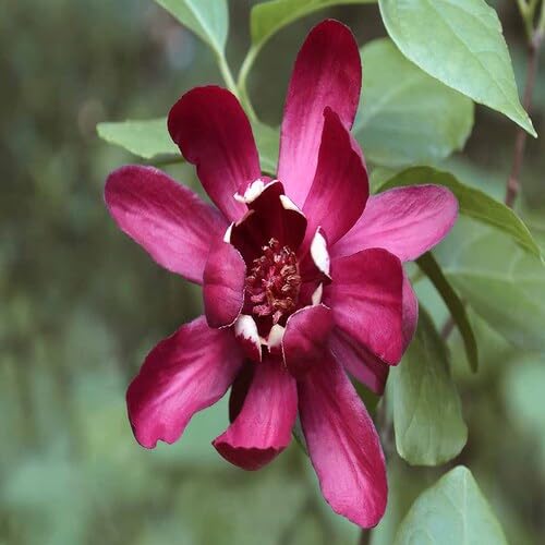 Pink Calycanthus Flower Seeds – Heirloom, Non-GMO, High Germination Organic Garden Seeds for Planting