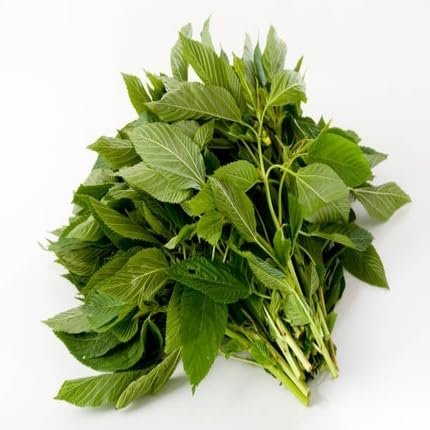 Green Callaloo Seeds – Heirloom, Non-GMO, High Germination Organic Garden Seeds Planting