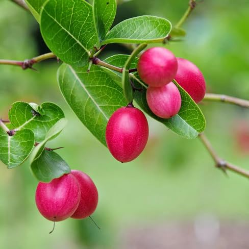 Carandas Seeds – Heirloom, Non-GMO, High Germination Organic Garden Seeds