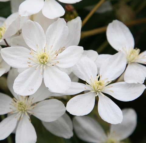 White Clematis Armandii Flower Seeds Heirloom Non-GMO High Germination Organic Garden Seeds for Planting