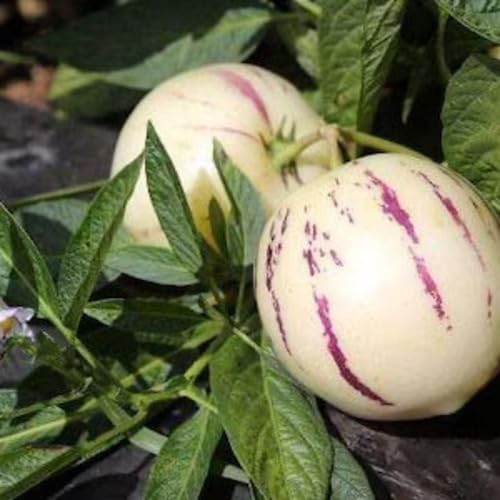 White Ginseng Seeds – Heirloom, Non-GMO, High Germination Organic Garden Seeds