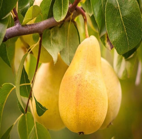 Yellow Pear Seeds – Heirloom, Non-GMO, High Germination Organic Garden Seeds