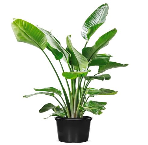 green strelitzia flower seeds