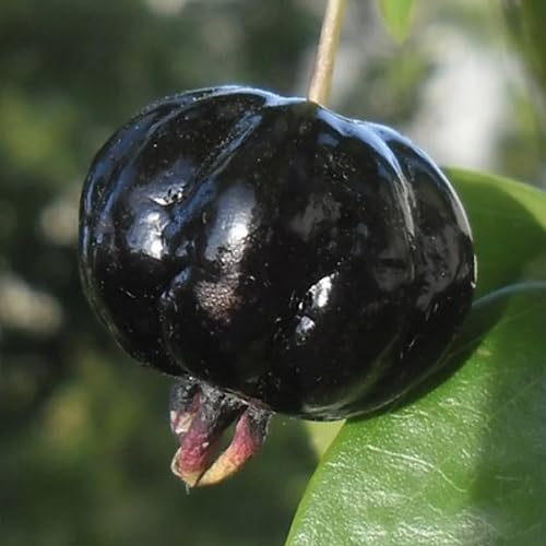 Black Eugenia Uniflora Fruit Seeds for Planting – Heirloom, Non-GMO, High Germination