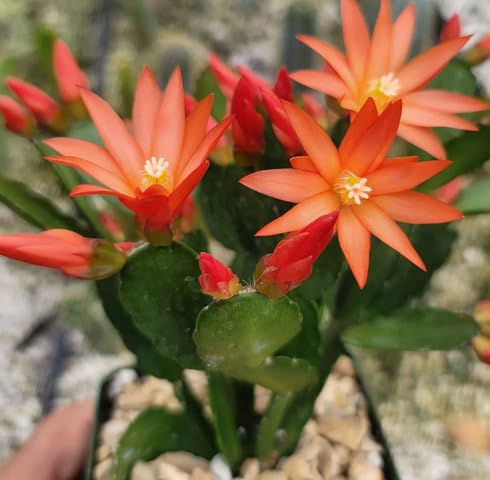 Orange Schlumbergera Flower Seeds – Heirloom, Non-GMO, High Germination Seeds
