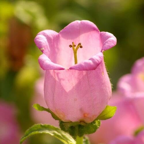 pink campanula flower seeds