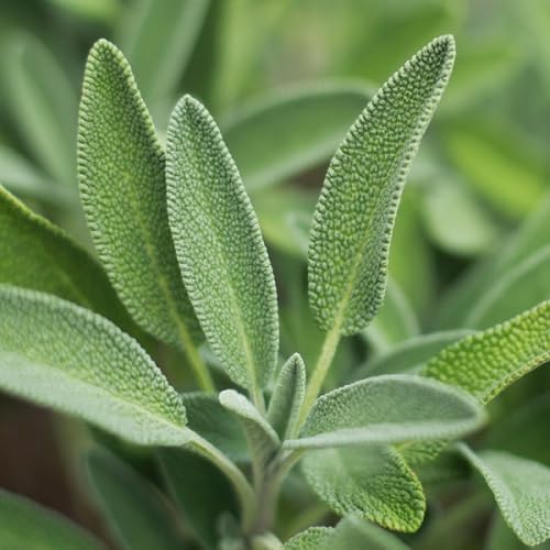 Salbeisamen Erbstück gentechnikfrei hohe Keimrate Bio-Gartensamen zum Pflanzen