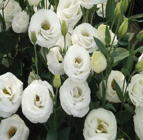 white eustoma flower seeds