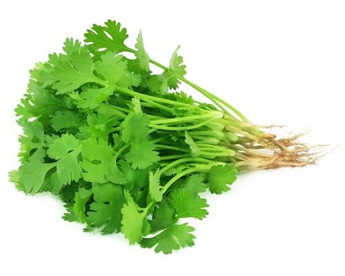 Green Coriander Plant Seeds Heirloom Non-GMO High Germination Organic Garden Seeds for Planting