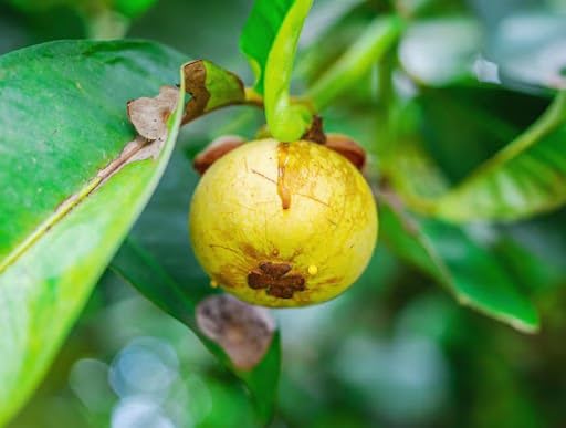 Hellgelbe Mangostan-Samen Erbstück gentechnikfrei hohe Keimrate Bio-Gartensamen zum Pflanzen